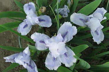 Irysy pumila #IrysPumila #niski #irys