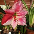 Hippeastrum Gerwazy