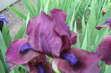 Irysy pumila #IrysPumila #niski #irys