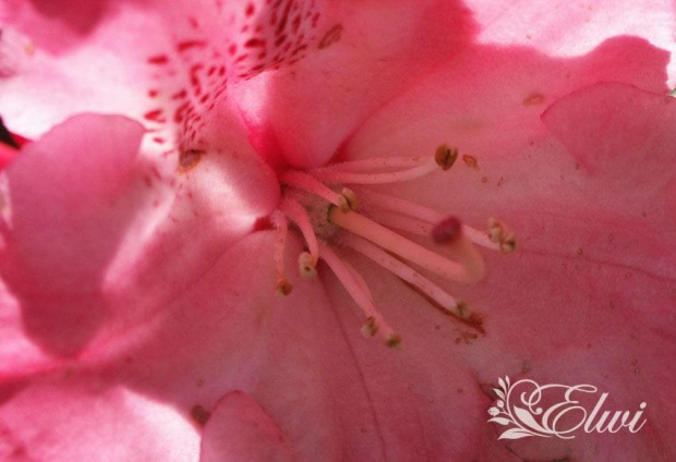 Maj 2014 #różaneczniki #różanecznik #rododendron #Germania