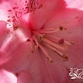 Maj 2014 #różaneczniki #różanecznik #rododendron #Germania
