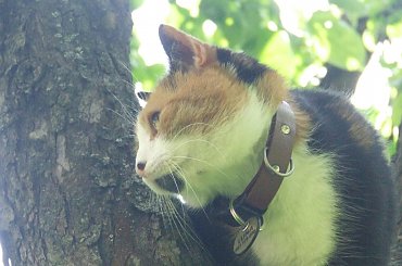 Lu #kot #koty #kwiatki #maj