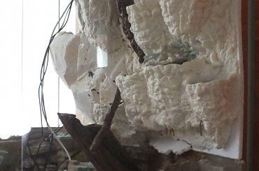 #hoya #hydroponika #paludarium #rośliny