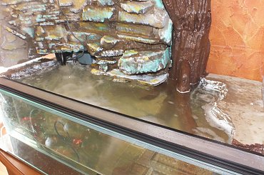 #hoya #hydroponika #paludarium #rośliny