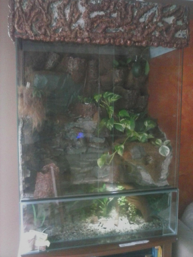 #hoya #hydroponika #paludarium #rośliny