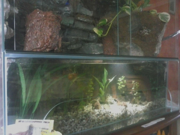 #hoya #hydroponika #paludarium #rośliny