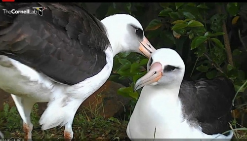 To nie jest zdjęcie. To zrzut z podglądu na żywo albatrosów ciemnolicych na Hawajach.