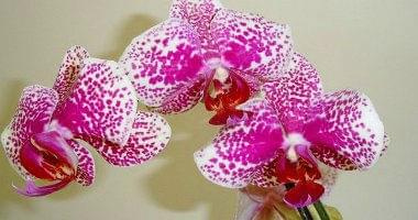 mojstorczyk.pl #storczyk #storczyki #orchidea