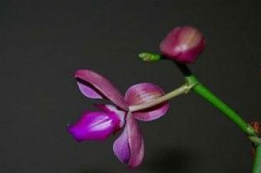 mojstorczyk.pl #storczyk #storczyki #orchidea