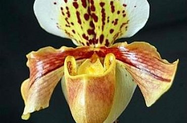 mojstorczyk.pl #storczyk #storczyki #orchidea