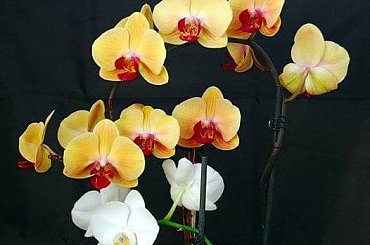 mojstorczyk.pl #storczyk #storczyki #orchidea