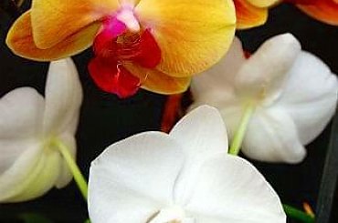 mojstorczyk.pl #storczyk #storczyki #orchidea